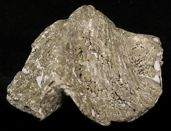 Large Pyrite Replaced Brachiopod - Silica Shale #21087